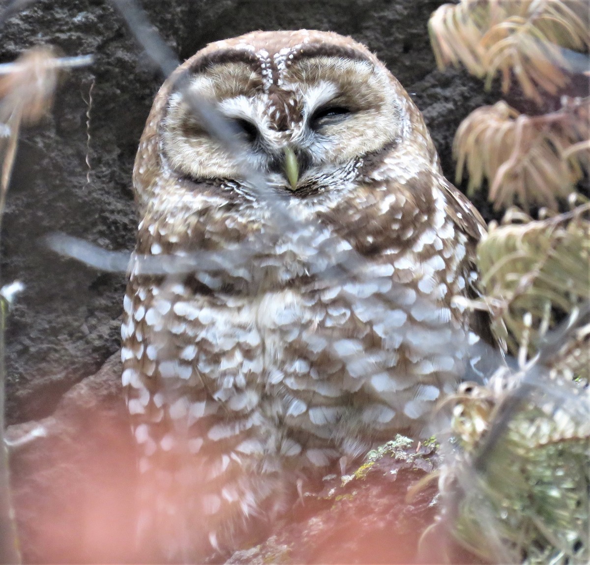 Spotted Owl - Robin Gurule