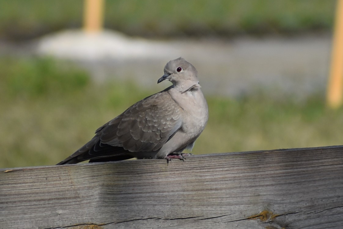 Eurasian Collared-Dove - ML547824961