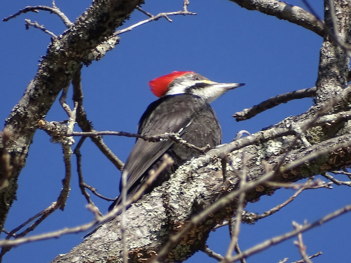 Pileated Woodpecker - ML547825481