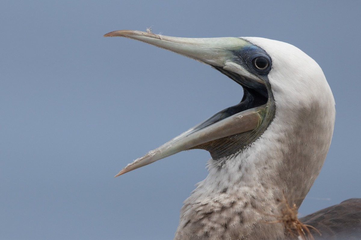 Brown Booby - ML547826281