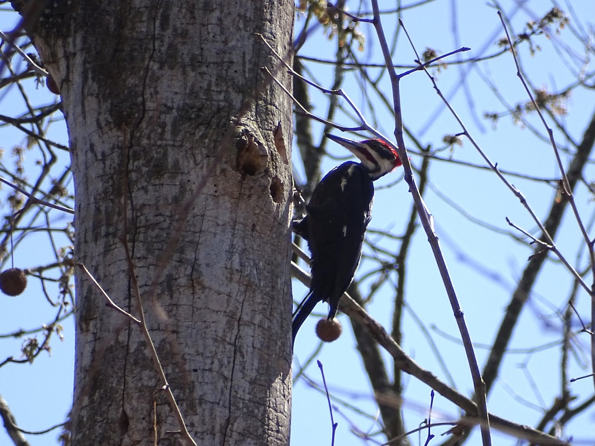 Pileated Woodpecker - ML547826621