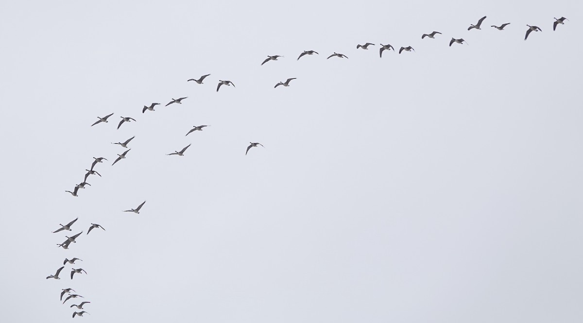 Canada Goose - Peter Blancher