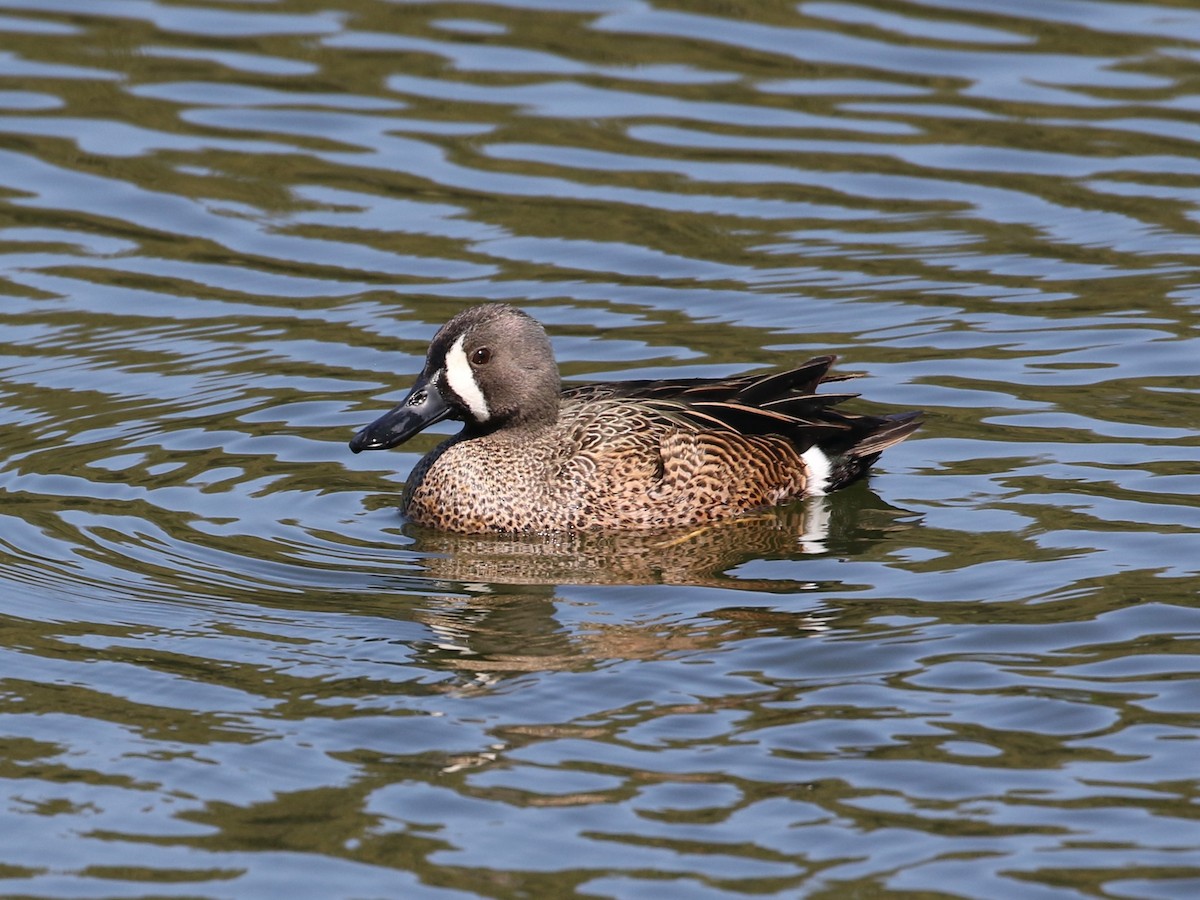 Blue-winged Teal - Steve Calver