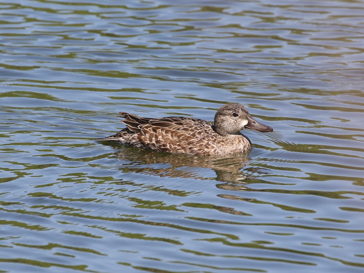 Blue-winged Teal - Steve Calver