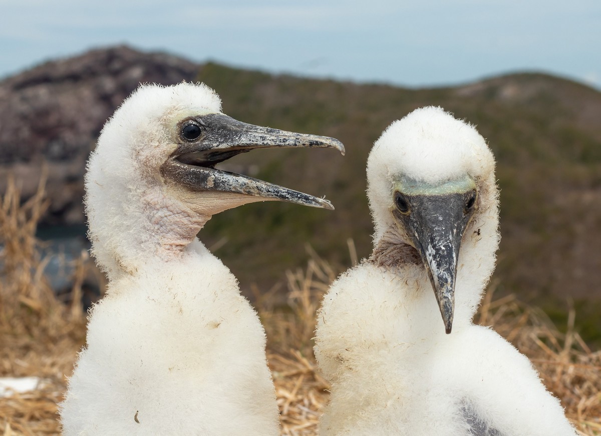 Blue-footed Booby - ML547826821