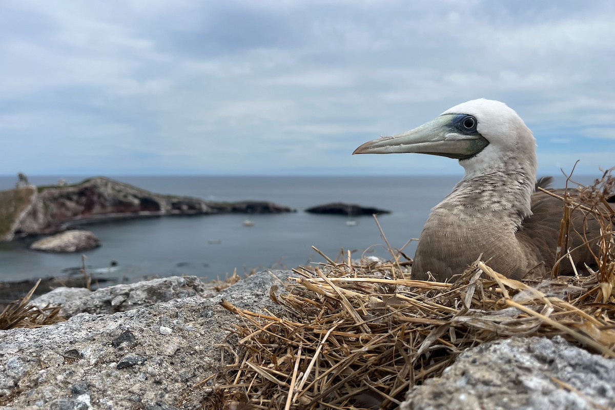 Brown Booby - ML547827701