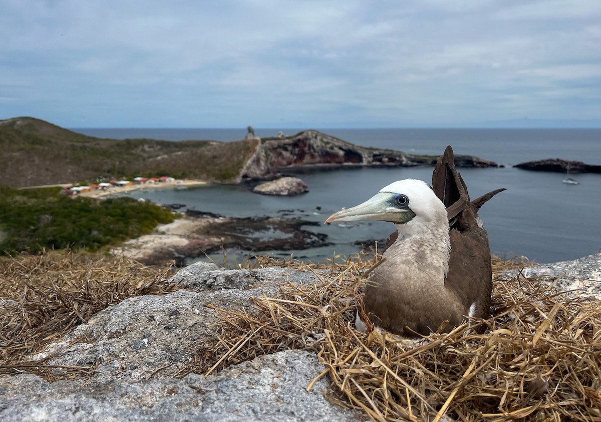 Brown Booby - ML547827711