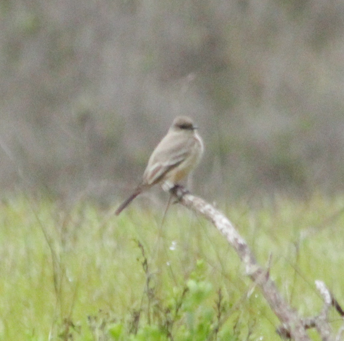 Say's Phoebe - ML547829791