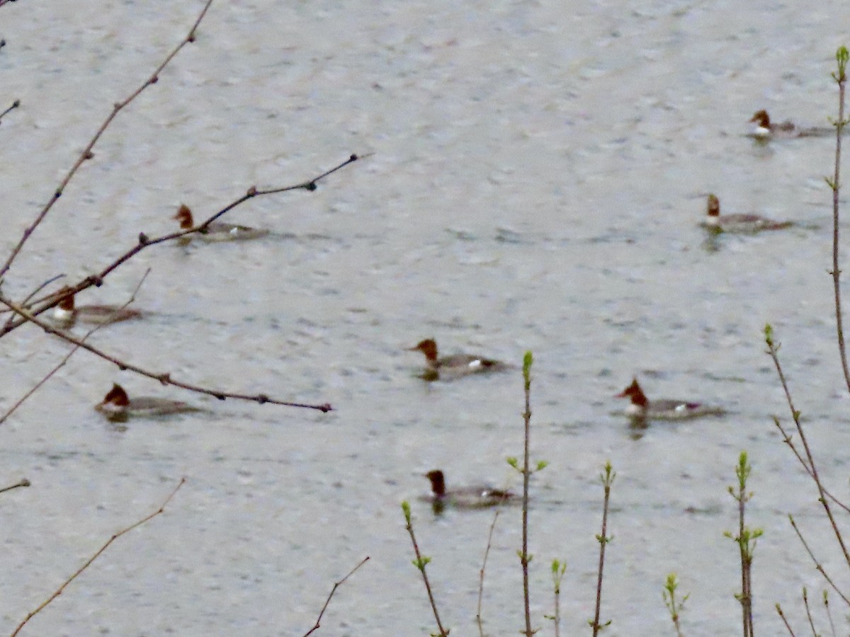 Common Merganser - ML547829811