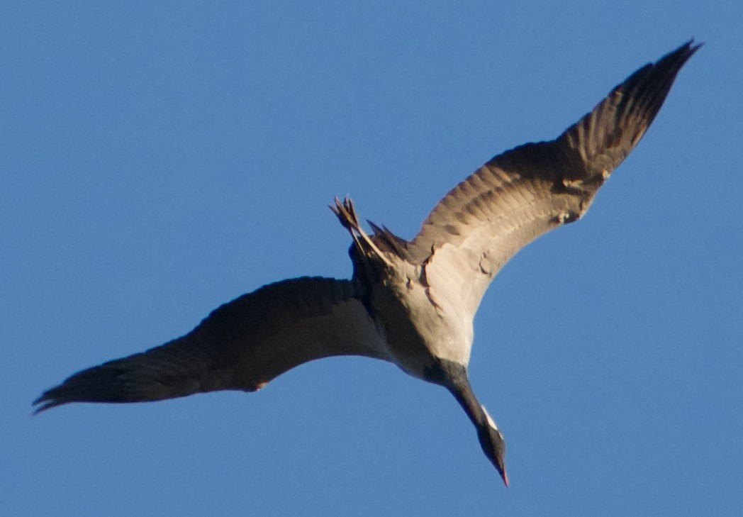 Demoiselle Crane - Asher Perla