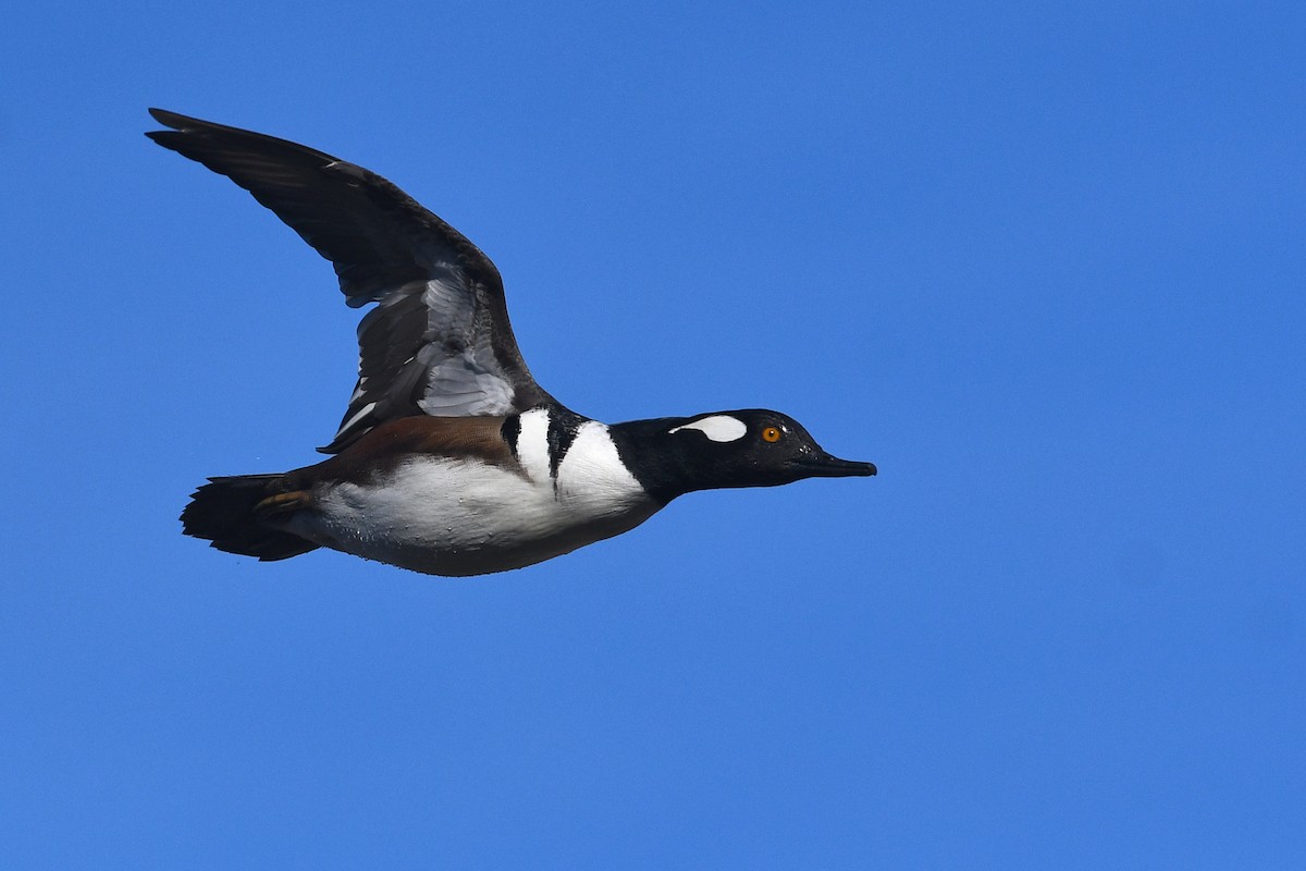 Hooded Merganser - ML547830281