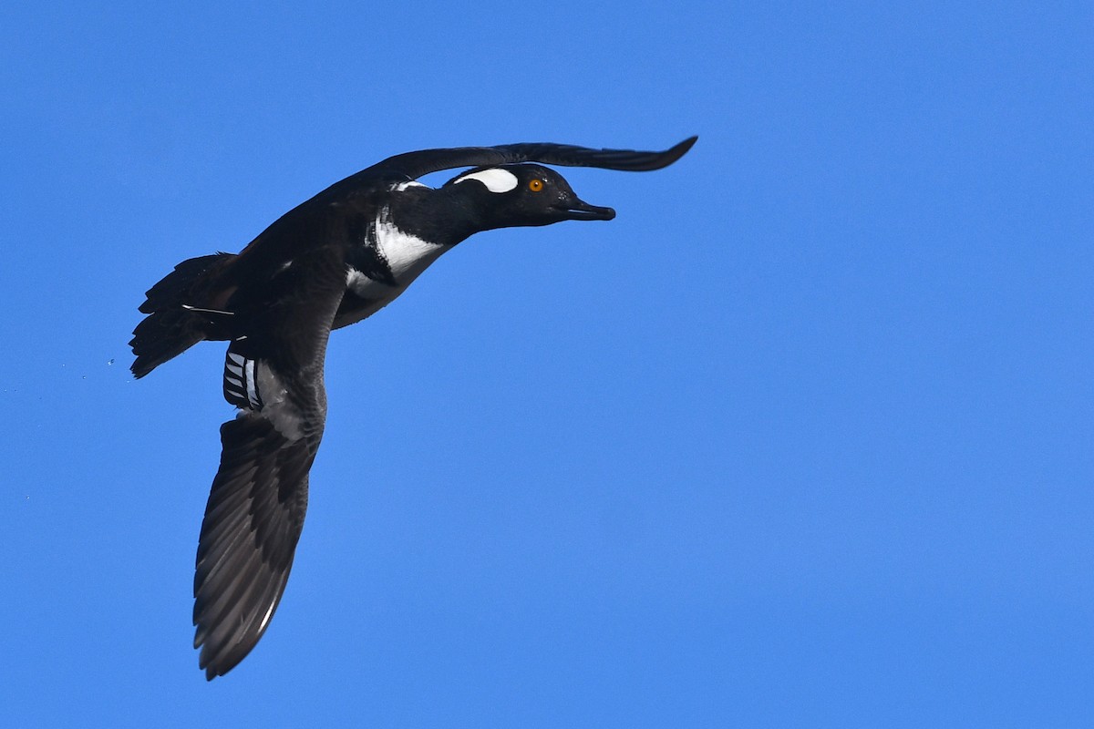 Hooded Merganser - ML547830291