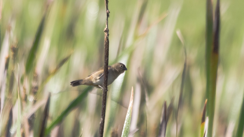 Sporophila sp. - ML547830541