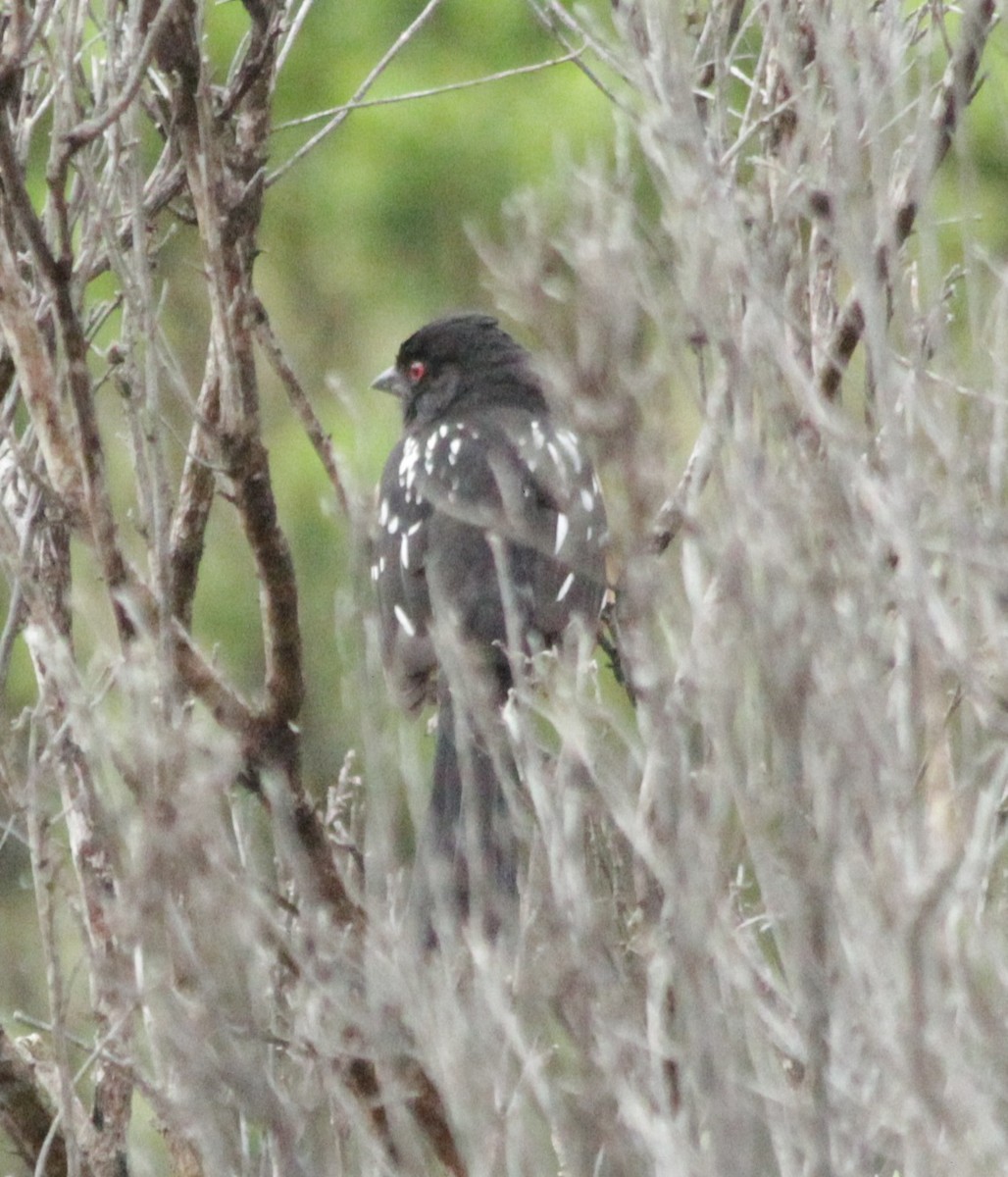 Spotted Towhee - ML547830911