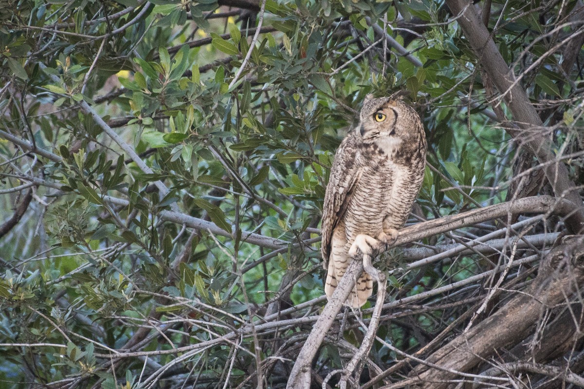 Great Horned Owl - ML54783101