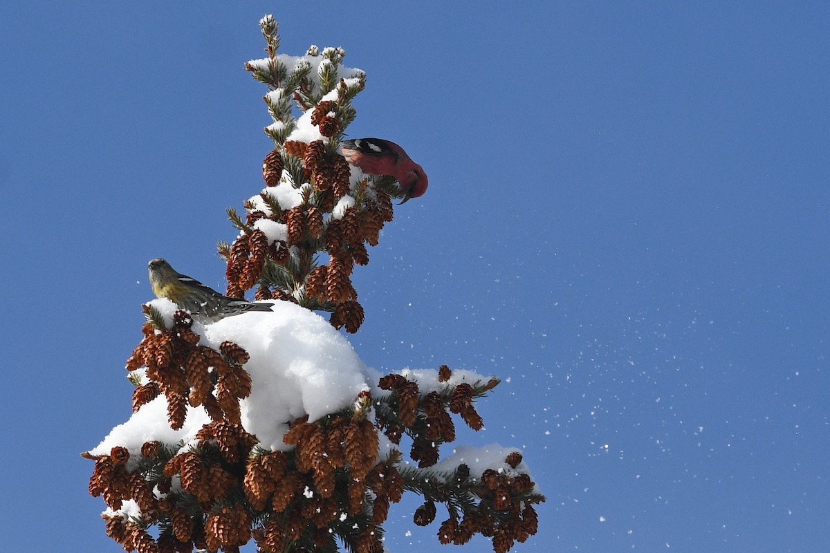 White-winged Crossbill - ML547831241