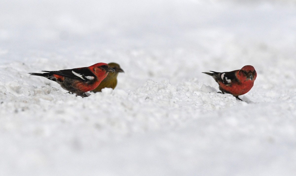 White-winged Crossbill - ML547831251