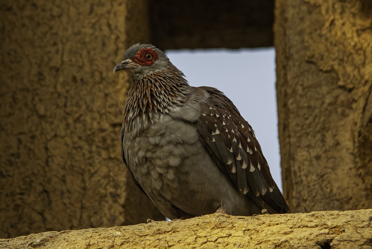 Speckled Pigeon - ML547831641