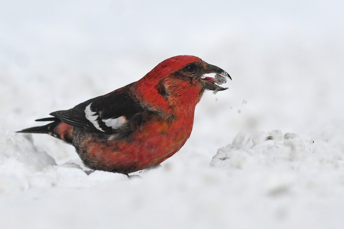 White-winged Crossbill - ML547832241