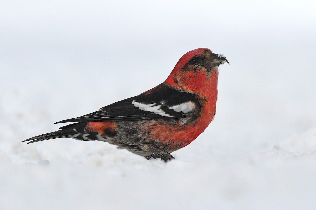 White-winged Crossbill - ML547832261