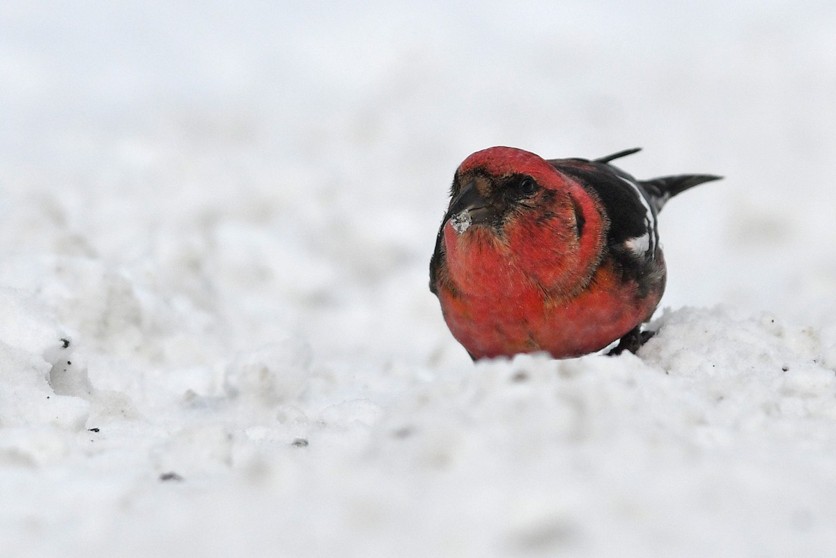 White-winged Crossbill - ML547833411