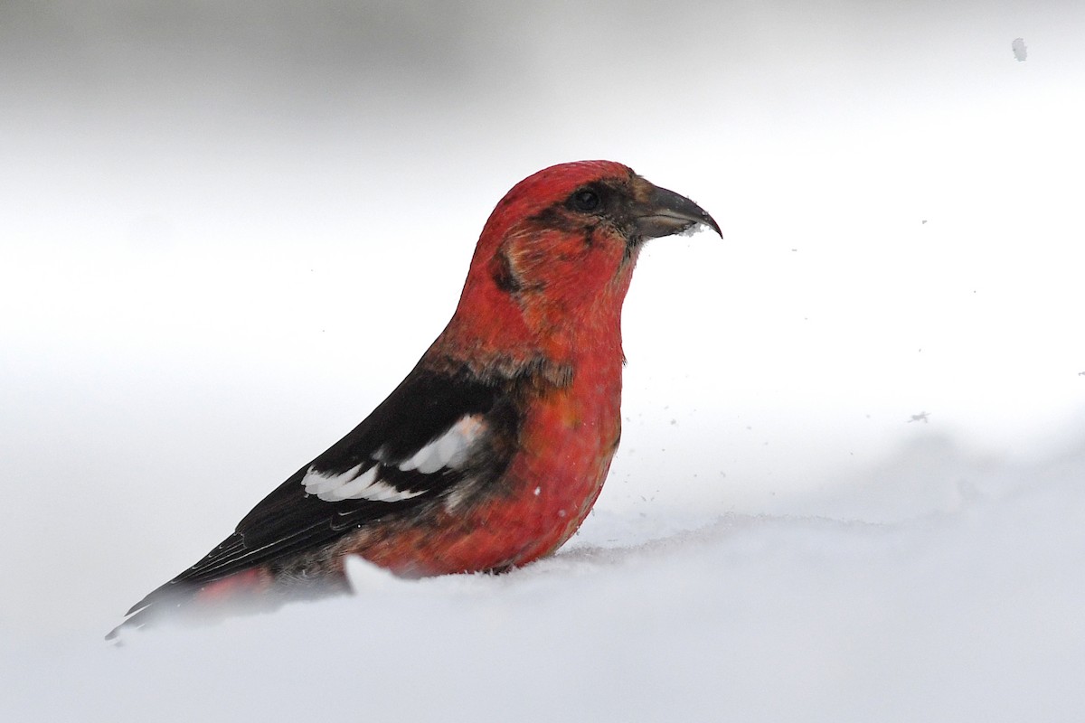 White-winged Crossbill - ML547833421