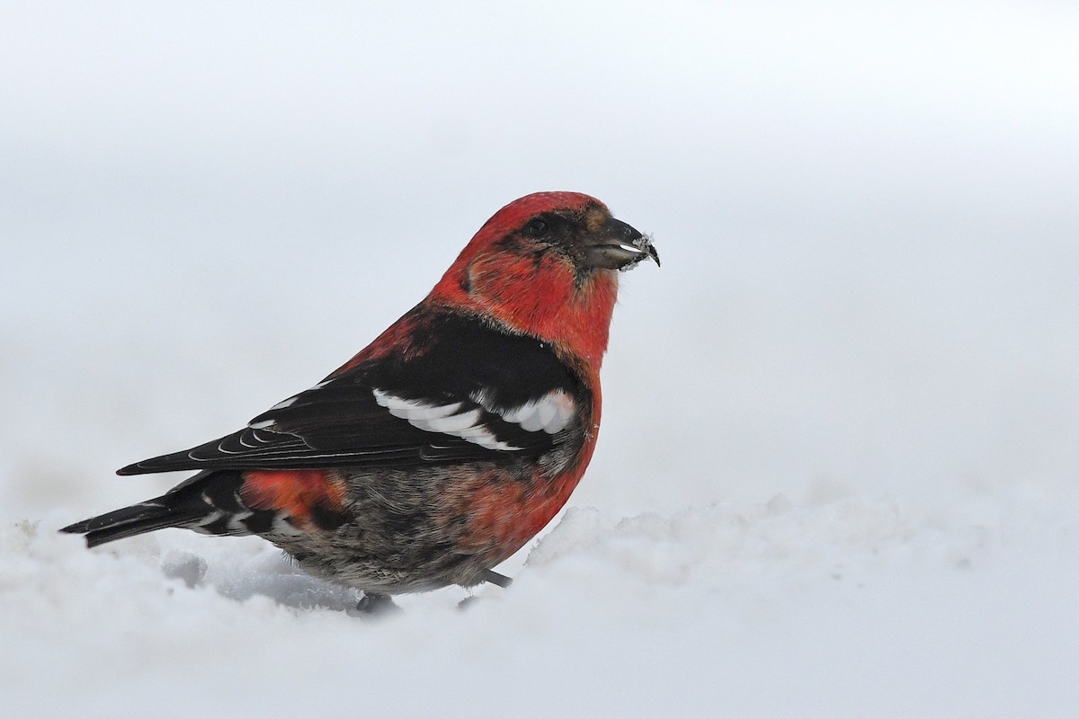 White-winged Crossbill - ML547833441