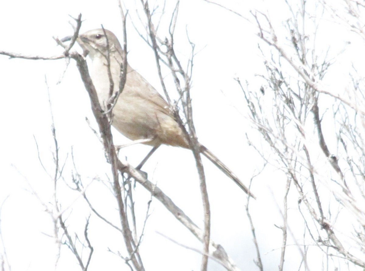 California Thrasher - ML547833631