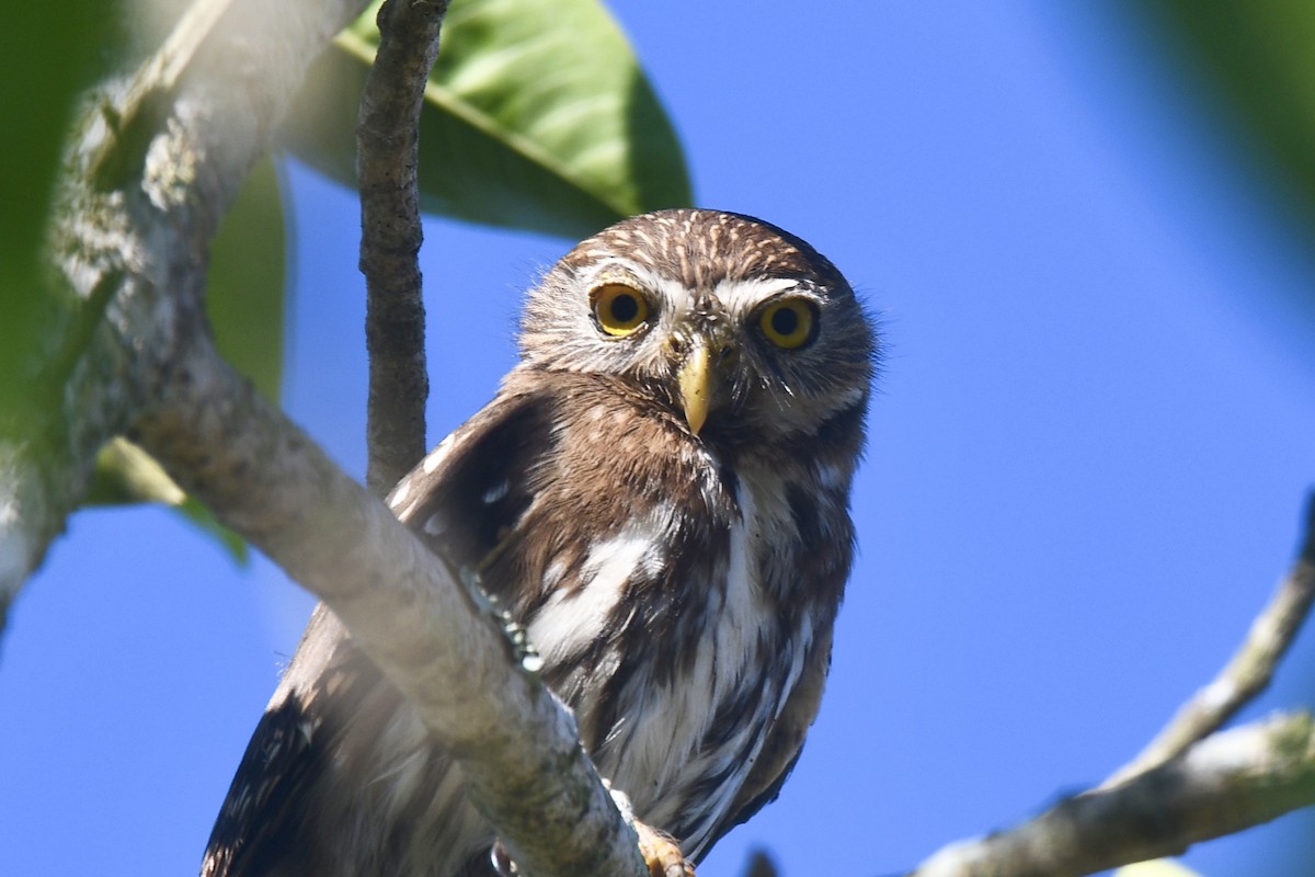 Ferruginous Pygmy-Owl - L.Vidal Prado Paniagua