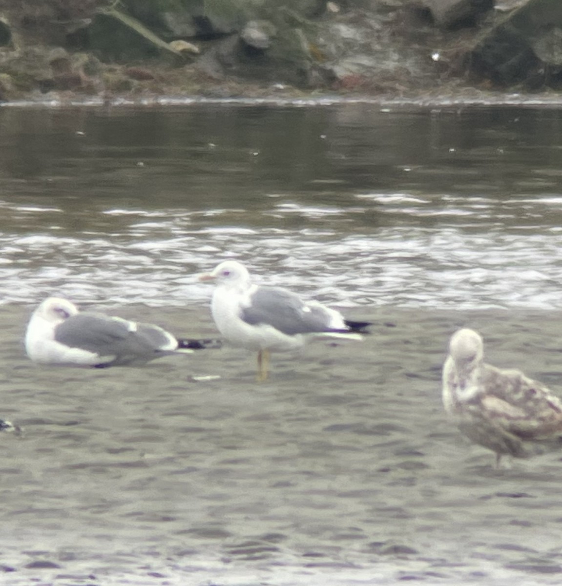 Short-billed Gull - ML547835051