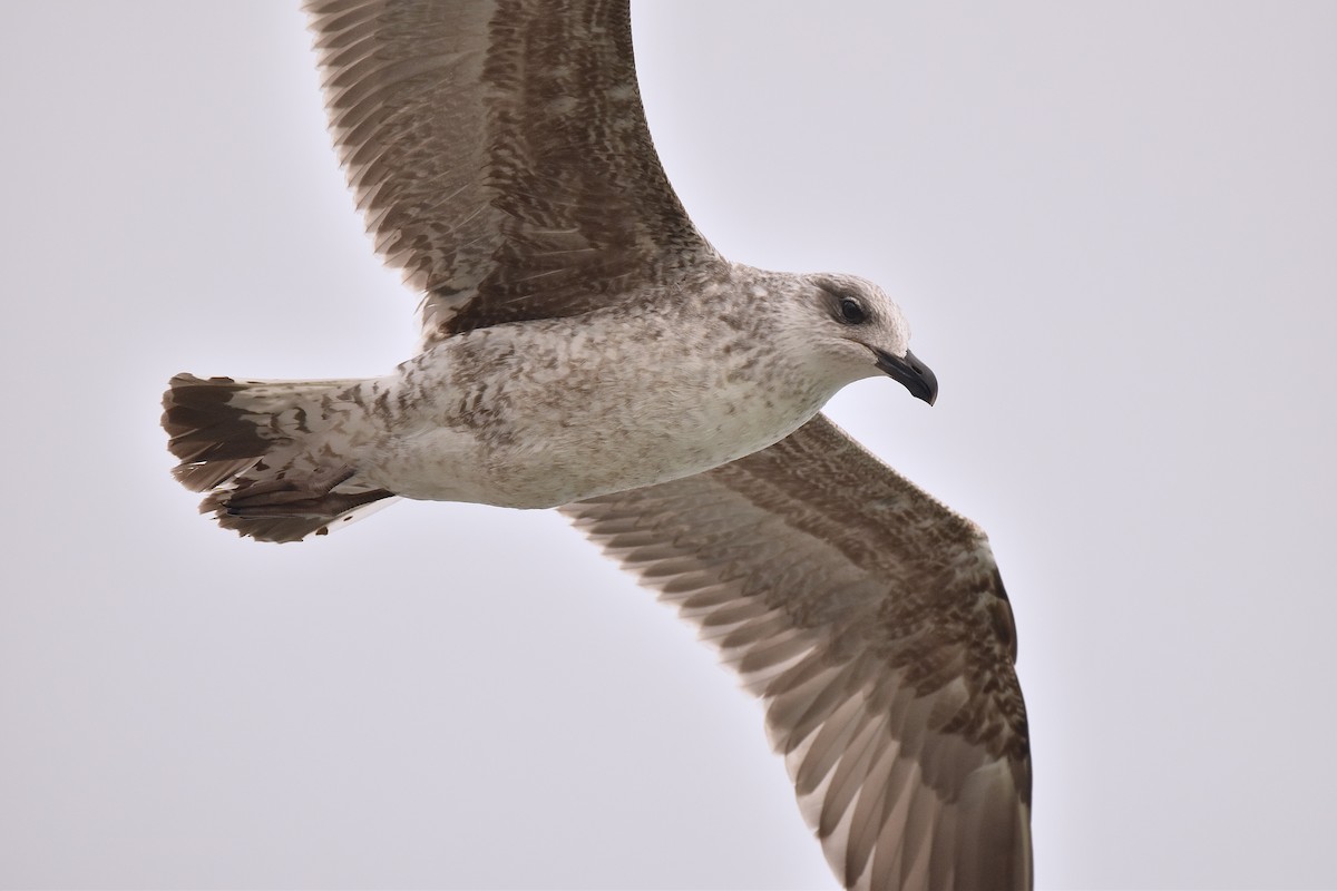 Gaviota Sombría - ML547836641