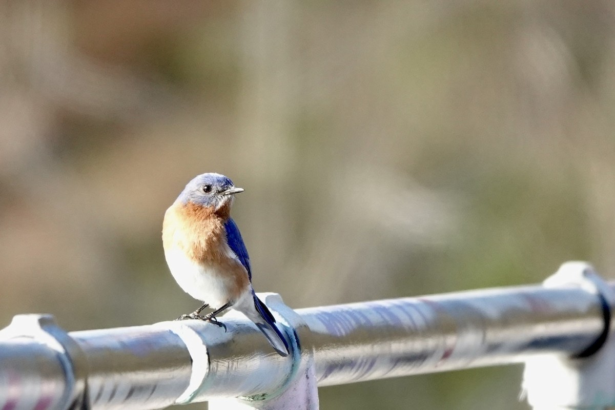 Eastern Bluebird - Fleeta Chauvigne