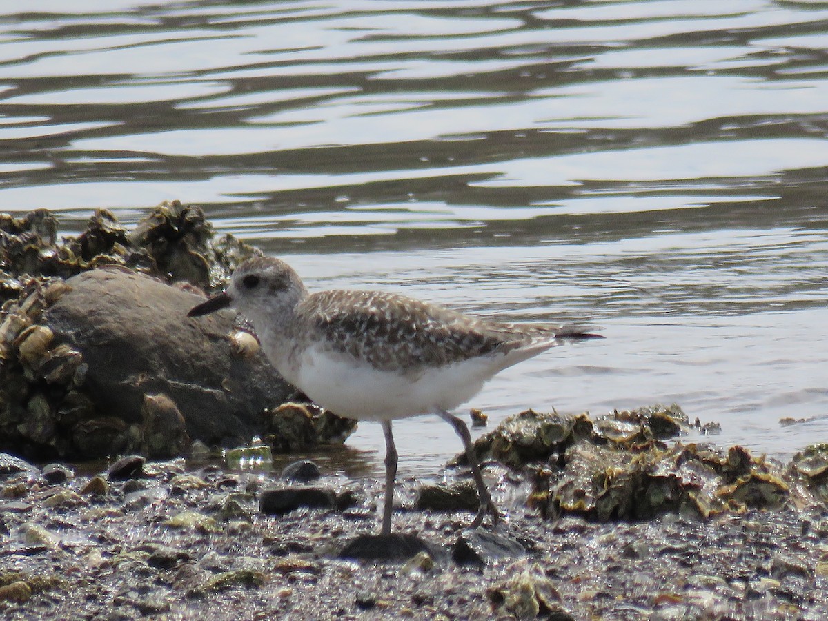 Black-bellied Plover - ML547838341