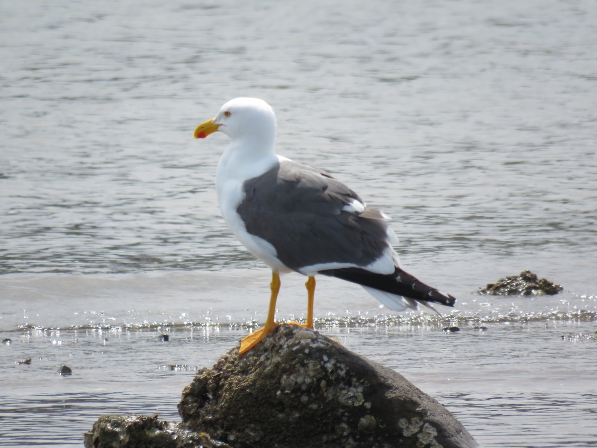 Yellow-footed Gull - ML547838511