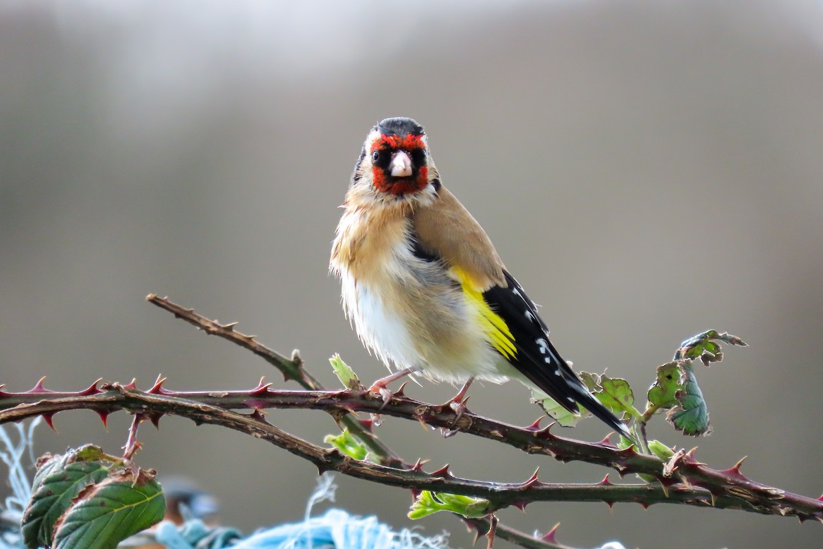 European Goldfinch - ML547838871