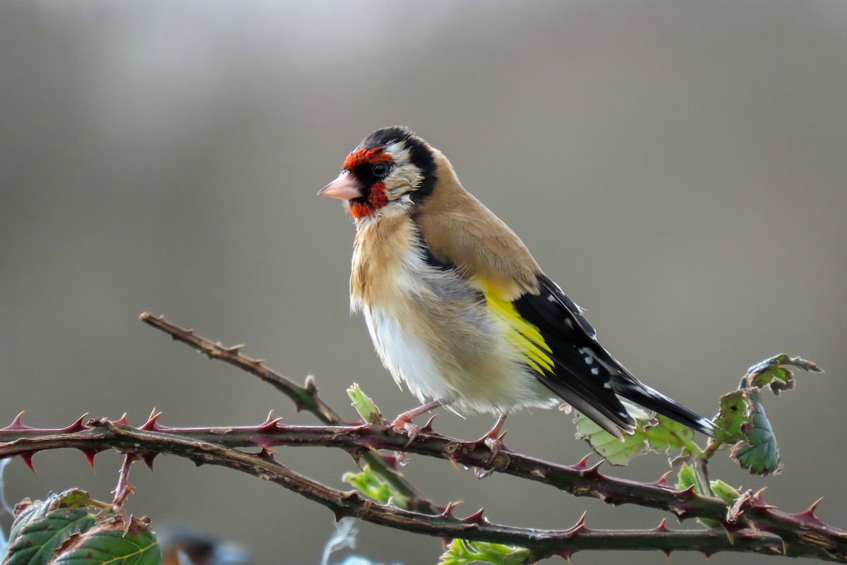 European Goldfinch - ML547838901