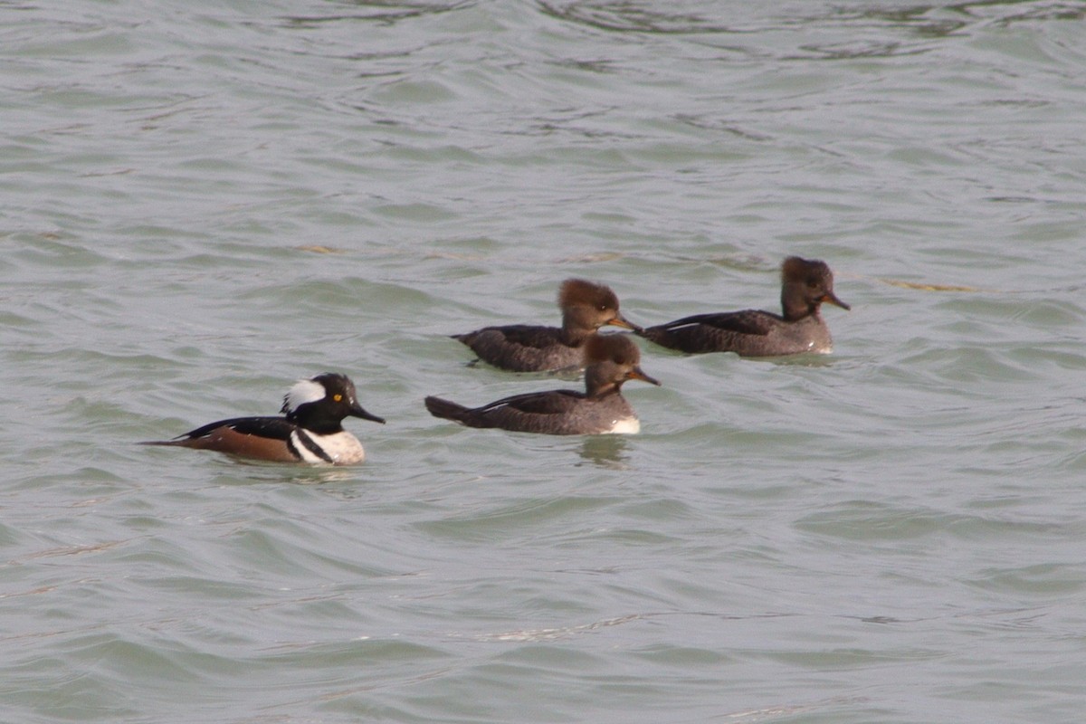 Hooded Merganser - ML547839151