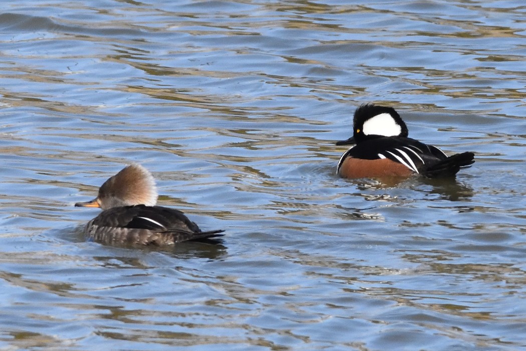 Hooded Merganser - ML547839421