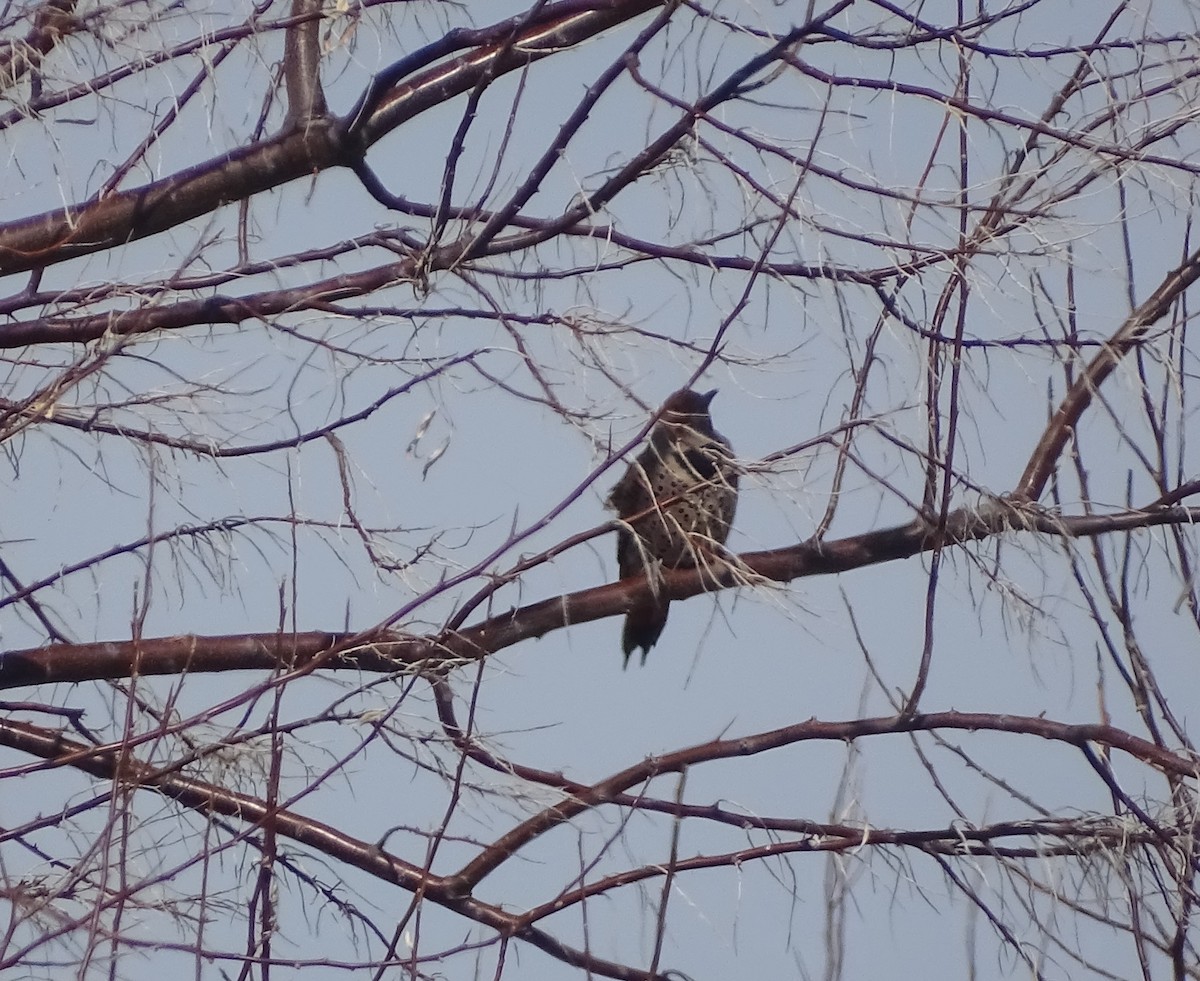 Northern Flicker (Red-shafted) - ML547839871