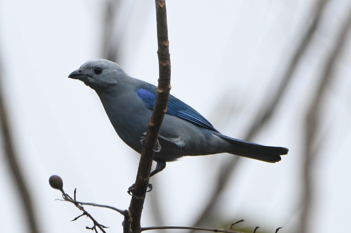 Blue-gray Tanager - ML547839881
