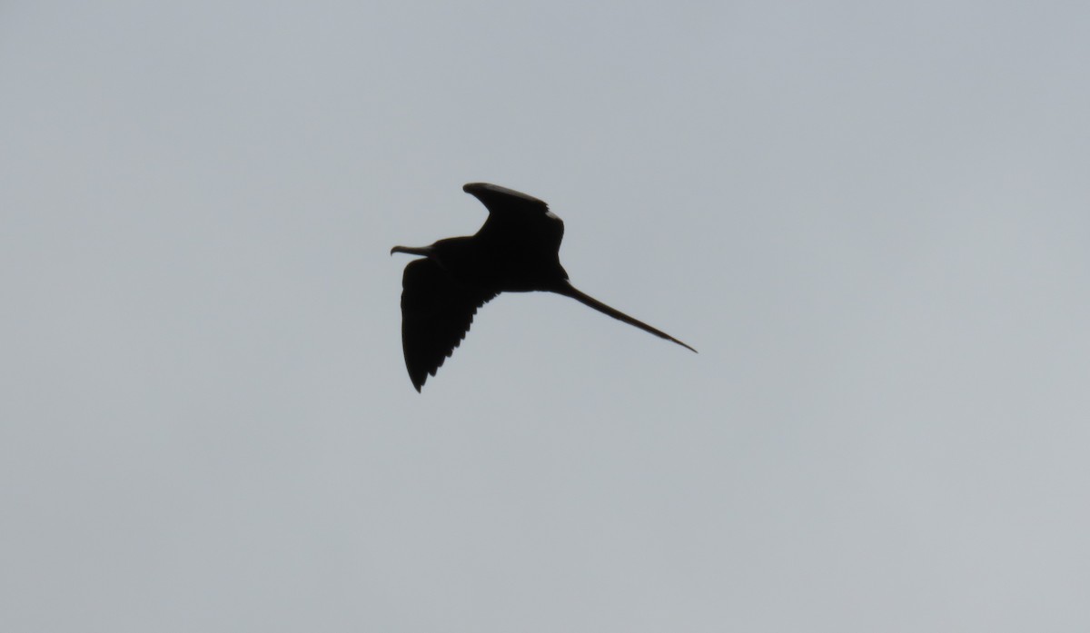 Magnificent Frigatebird - ML547839981