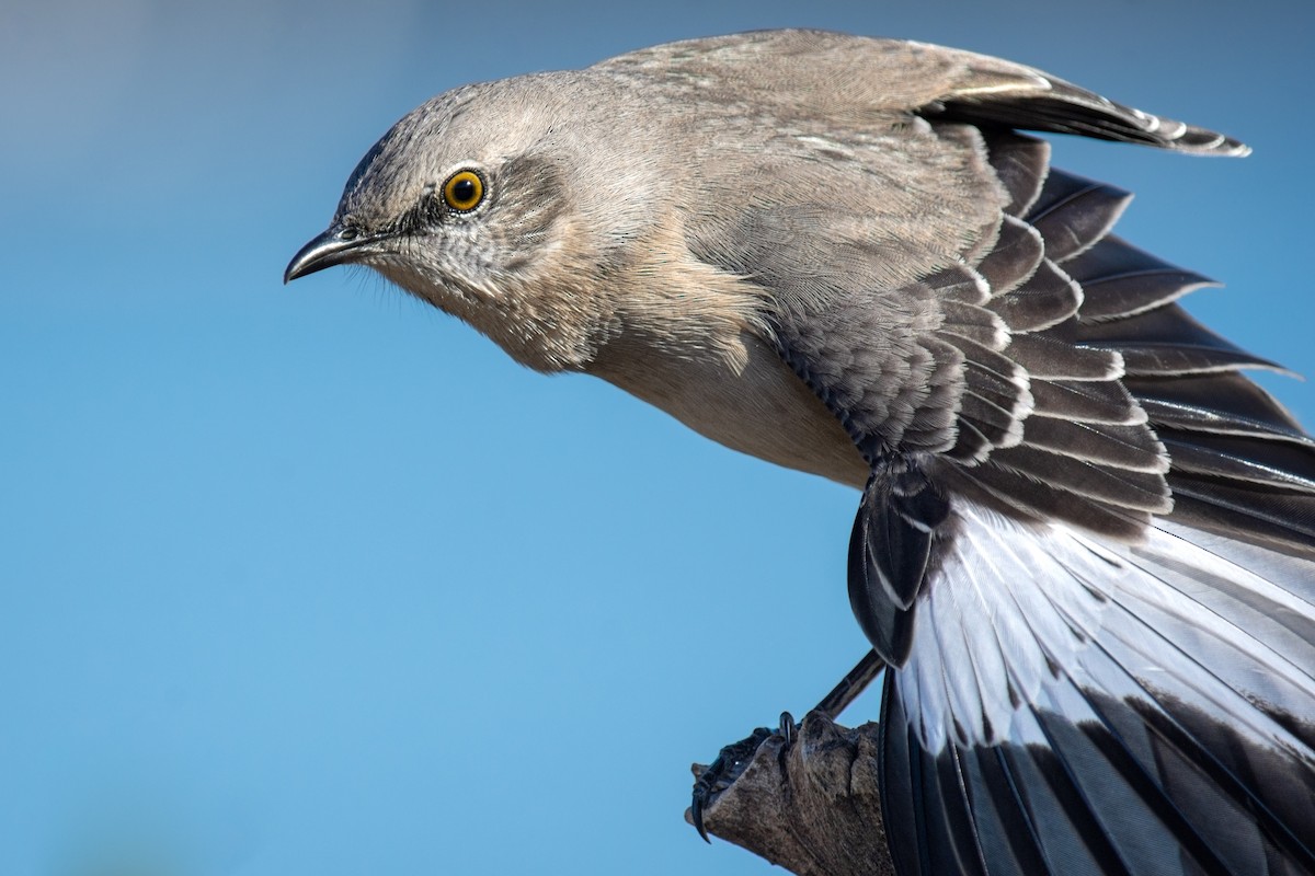 Northern Mockingbird - ML547840501