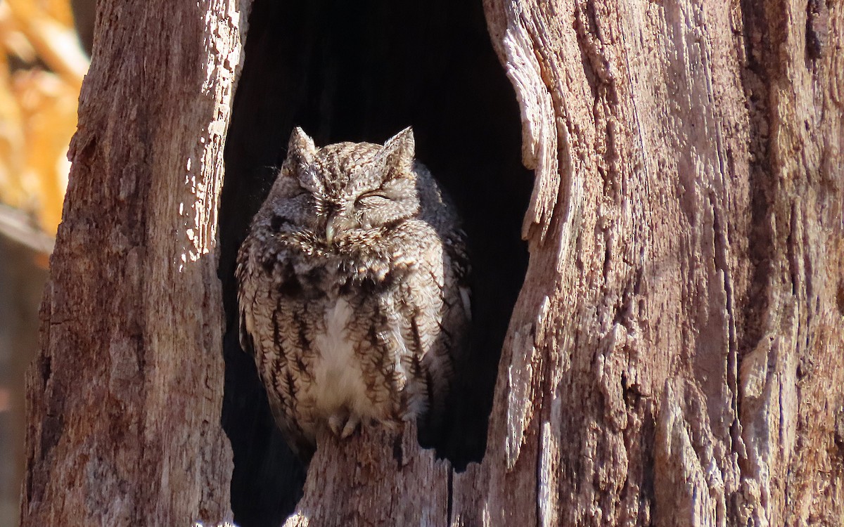 Eastern Screech-Owl - ML547840741