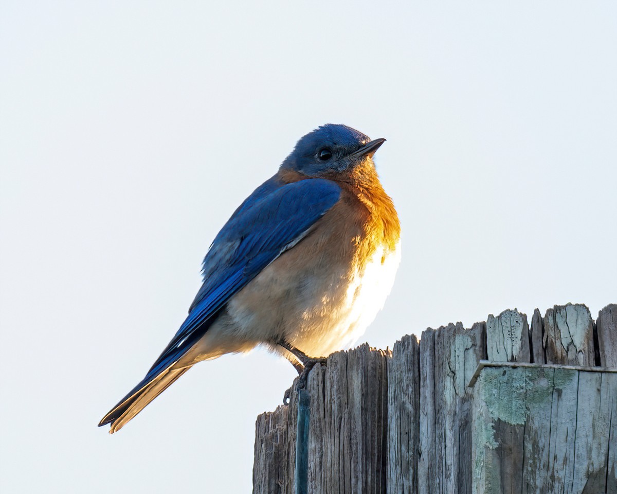 Eastern Bluebird - ML547842081