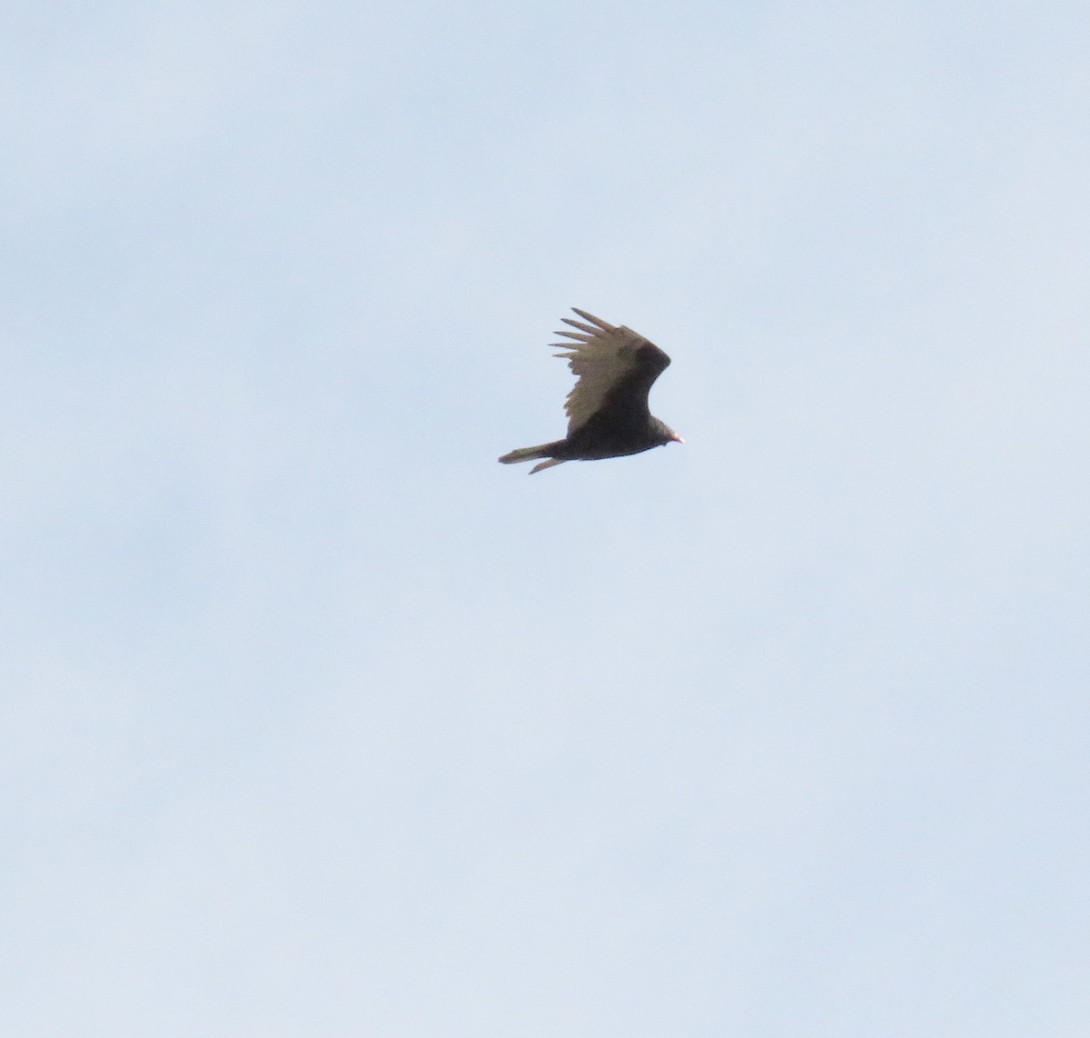 Turkey Vulture - Nick Paarlberg