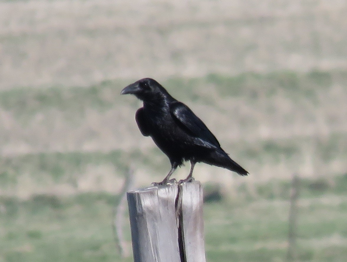 Common Raven - ML54784261