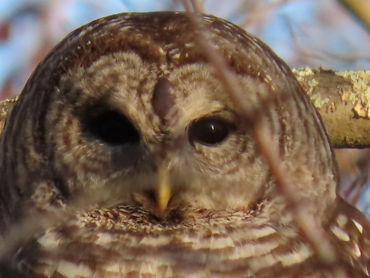 Barred Owl - ML547844801