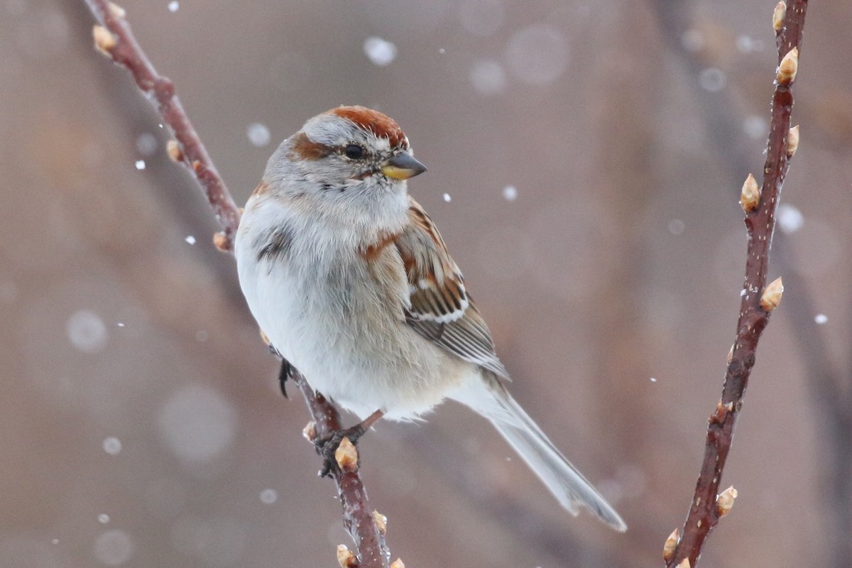 American Tree Sparrow - Douglas Faulder