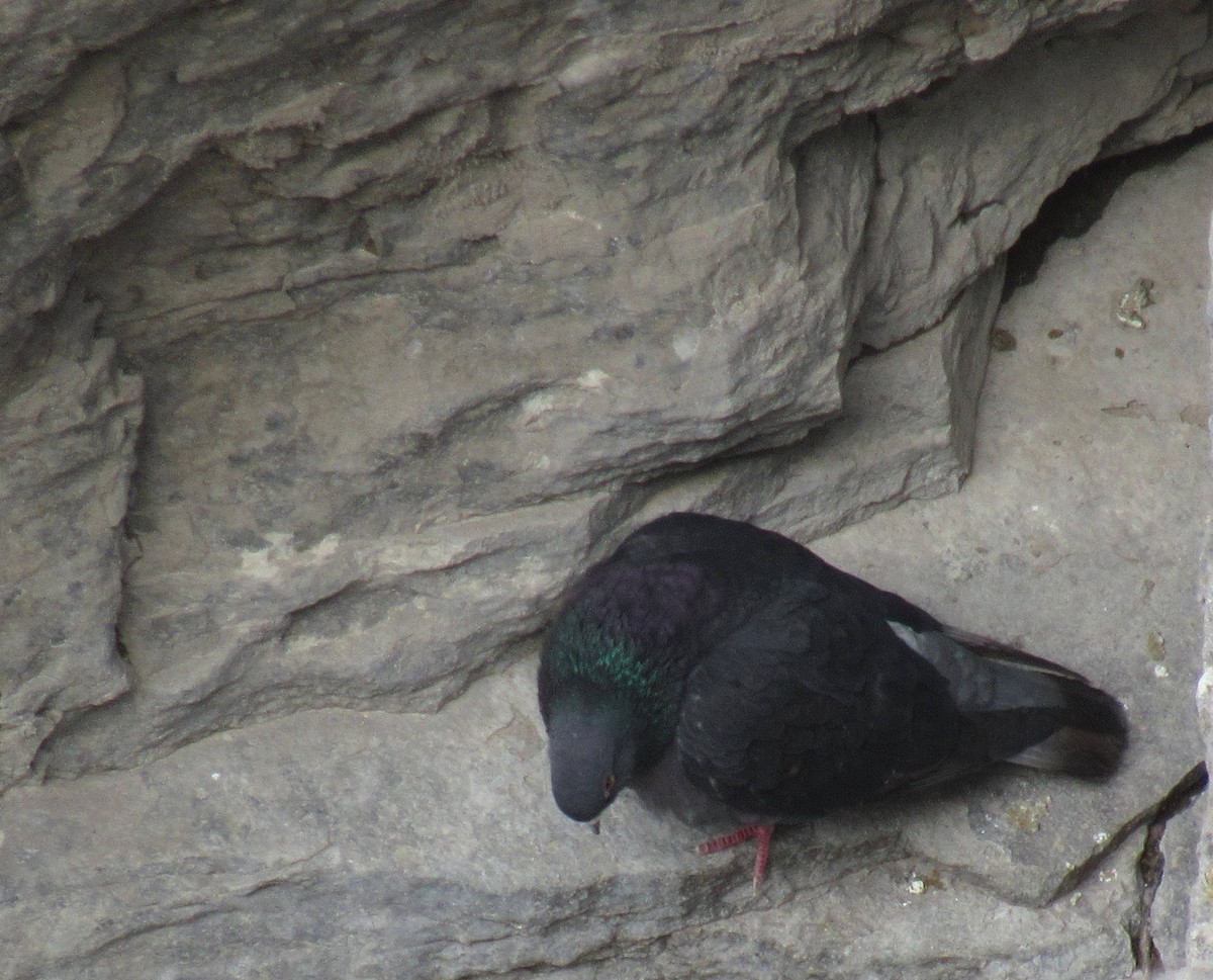 Rock Pigeon (Feral Pigeon) - ML54784541