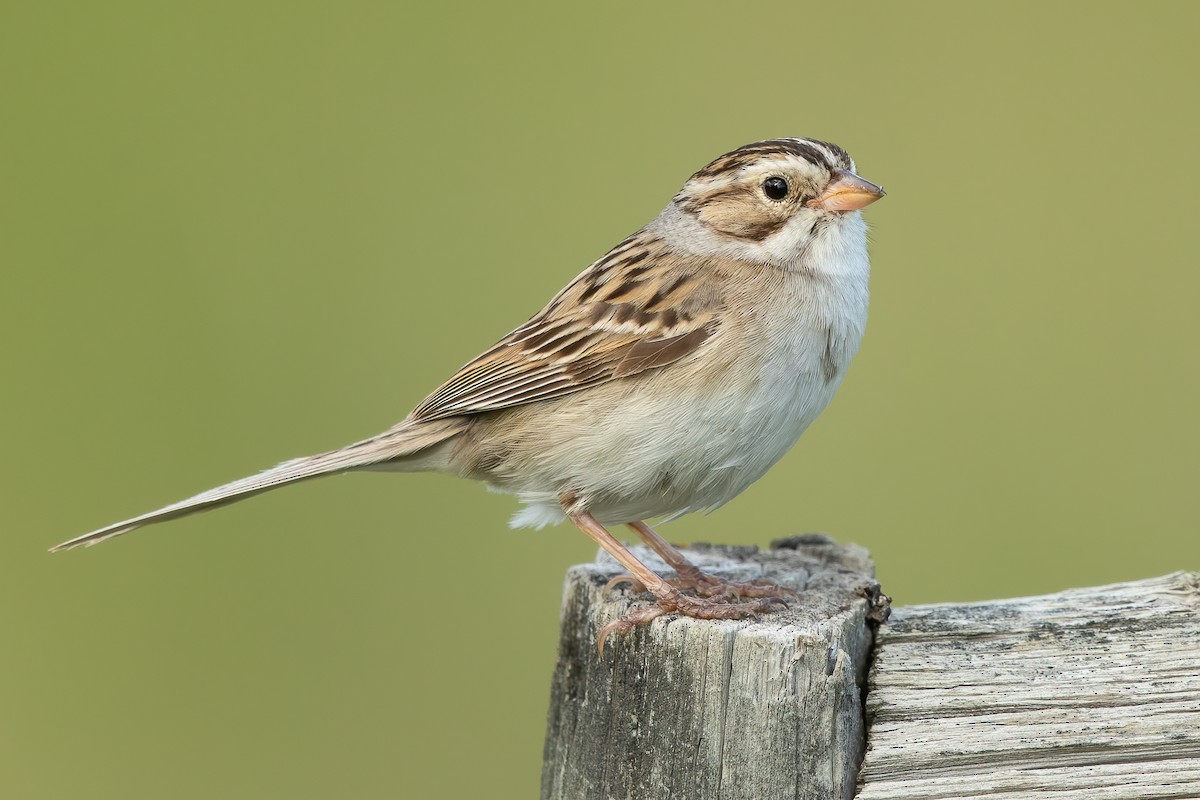 Clay-colored Sparrow - ML547845551